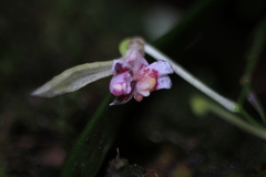 Comparettia langlassei