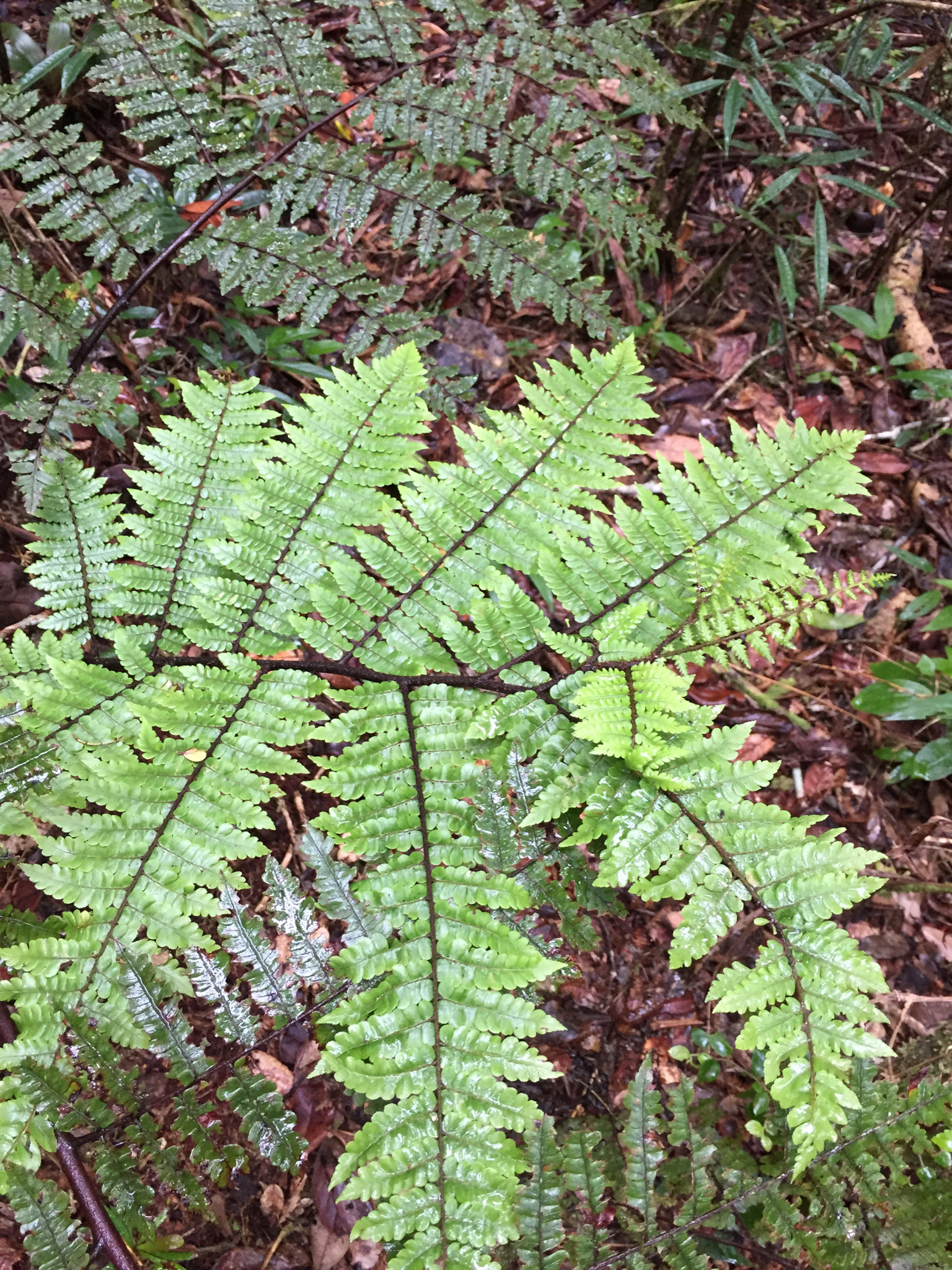 Cyathea similis