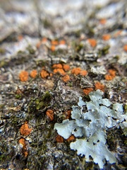 Amphilogia gyrosa