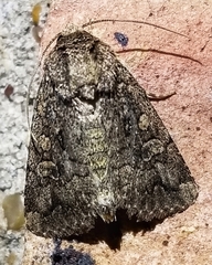 Condica sutor