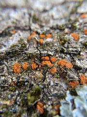 Amphilogia gyrosa