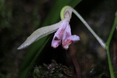 Comparettia langlassei