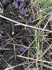 Ramariopsis pulchella