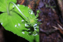 Malaxis crispifolia