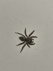 Mexigonus