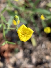 Croptilon divaricatum