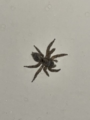 Mexigonus