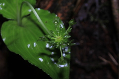 Malaxis crispifolia
