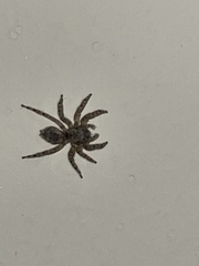 Mexigonus