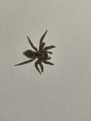 Mexigonus