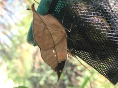 Kallima horsfieldii