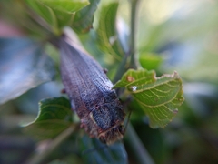 Ectinogonia buquetii