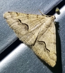 Frederickia s-signata