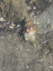 Triplofusus giganteus