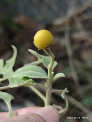 Solanum erianthum