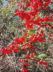 Pyracantha angustifolia