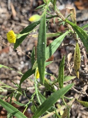 Croptilon divaricatum