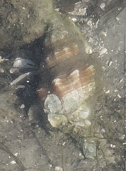 Triplofusus giganteus