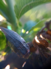 Ectinogonia buquetii