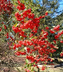 Pyracantha angustifolia