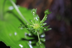 Malaxis crispifolia