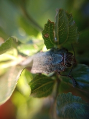 Ectinogonia buquetii