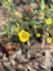 Croptilon divaricatum