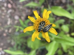 Acmaeodera amplicollis
