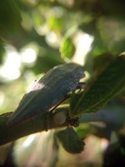 Ectinogonia buquetii