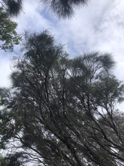 Allocasuarina verticillata