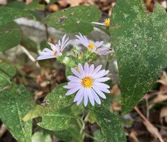 Symphyotrichum anomalum