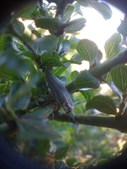 Ectinogonia buquetii