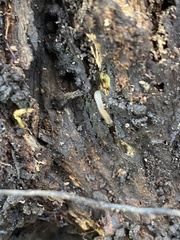 Blaniulus guttulatus