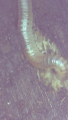 Blaniulus guttulatus