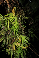 Ornithocephalus urceilabris