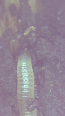 Blaniulus guttulatus