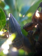 Ectinogonia buquetii