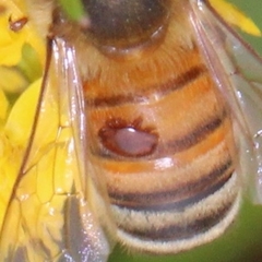Varroa destructor