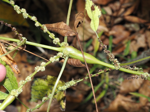Boehmeria stem gall midge photo 5