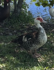 Cairina moschata domestica