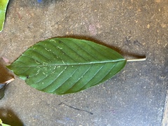 Frangula caroliniana