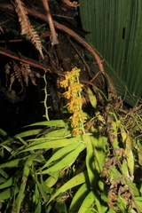 Ornithocephalus urceilabris
