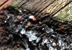 Polycephalomyces tomentosus