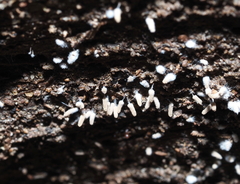 Arcyria cinerea