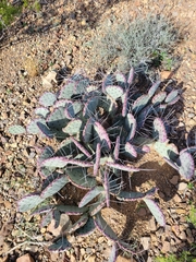 Opuntia azurea