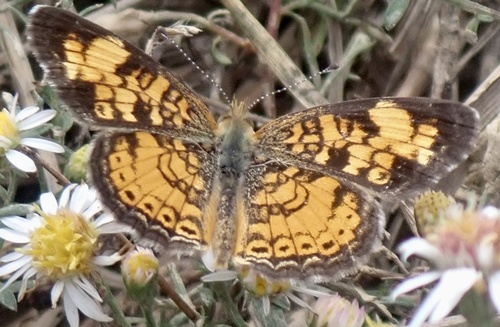 Pearl Crescent photographed in Mississippi