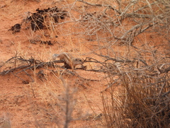 Ammospermophilus leucurus
