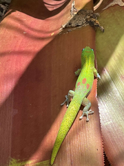Phelsuma laticauda laticauda