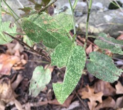 Symphyotrichum anomalum