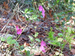 Magnoliopsida
